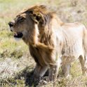 TZA SHI SerengetiNP 2016DEC24 NamiriPlains 033 : 2016, 2016 - African Adventures, Africa, Date, December, Eastern, Month, Namiri Plains, Places, Serengeti National Park, Shinyanga, Tanzania, Trips, Year